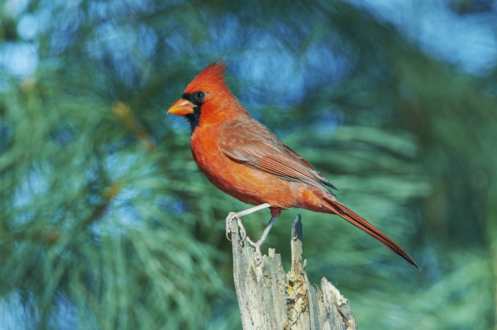 Detail of Northern Cardinal by Anonymous