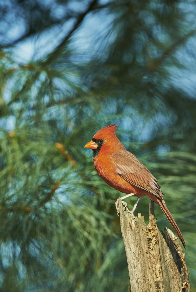 Detail of Northern Cardinal by Anonymous