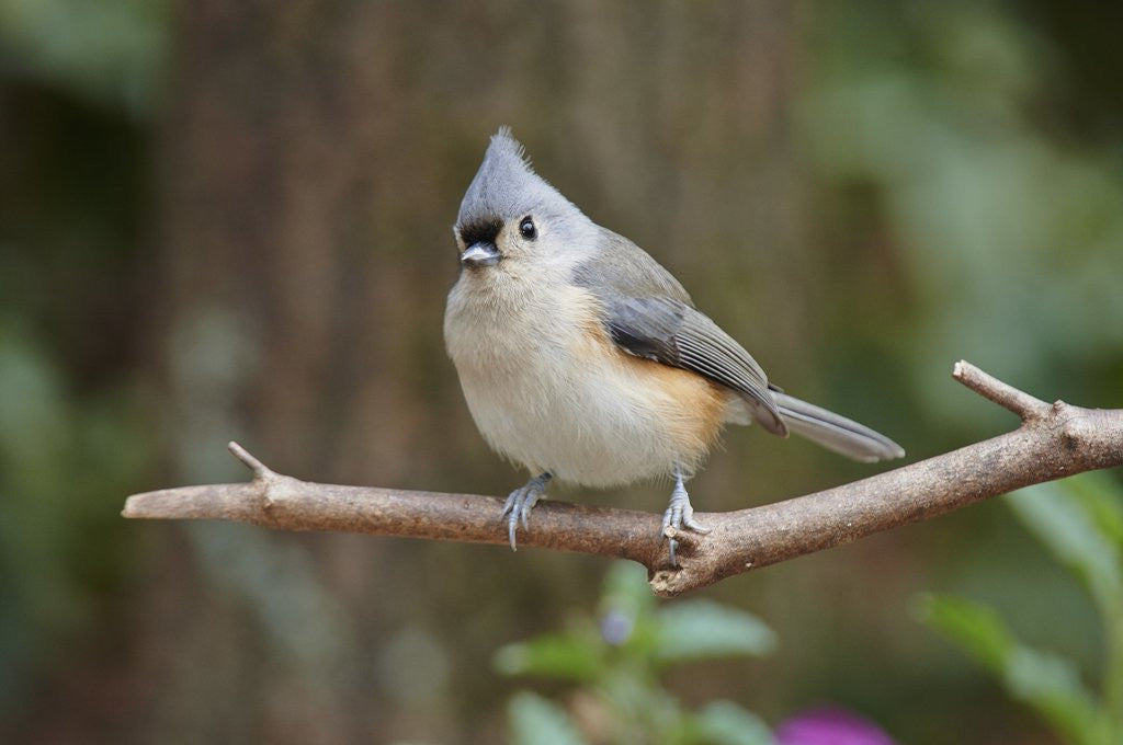 Detail of Tufted Titmouse by Anonymous