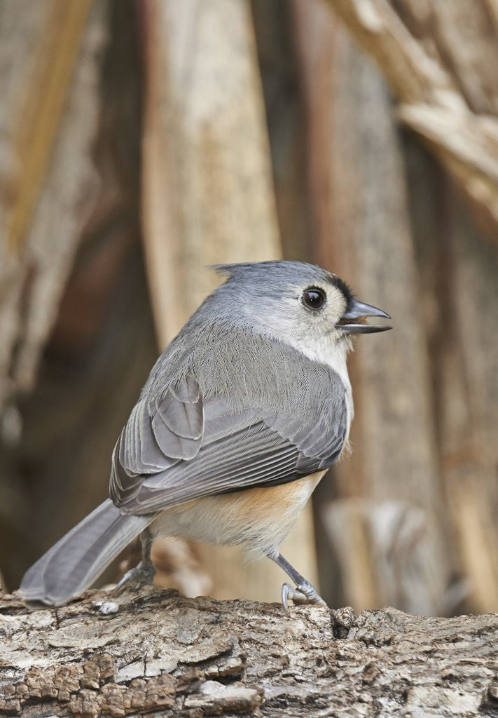 Detail of Tufted Titmouse by Anonymous