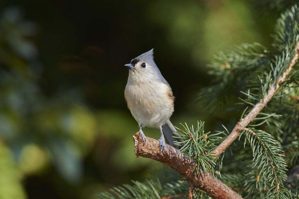 Detail of Tufted Titmouse by Corbis