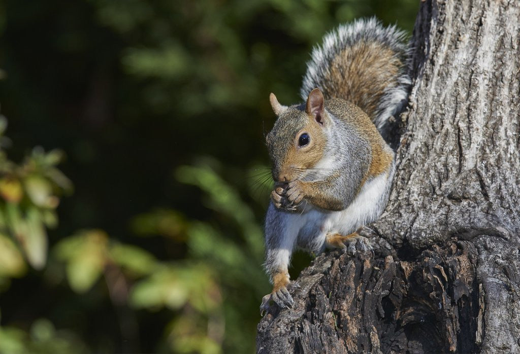 Detail of Grey Squirrel by Anonymous