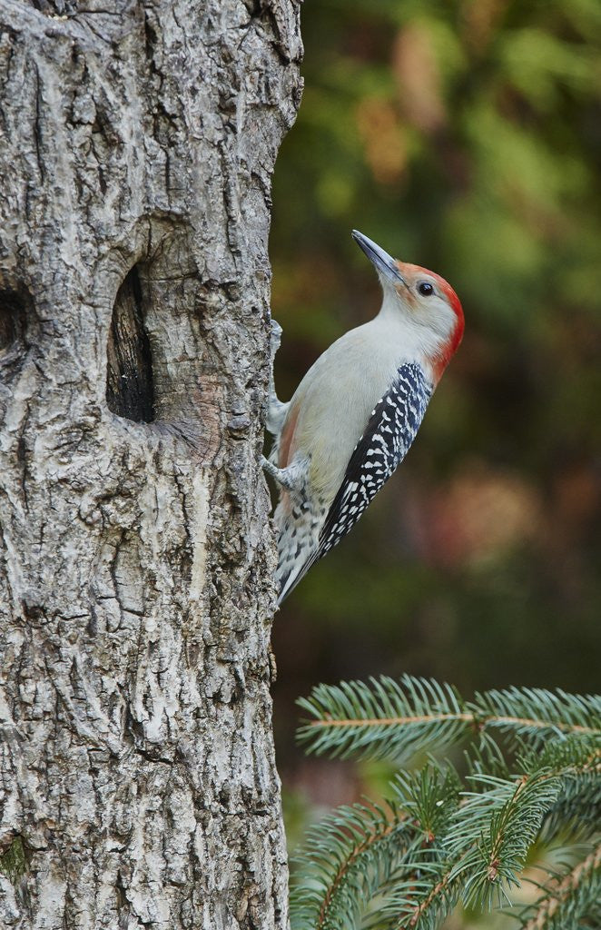 Detail of Red-bellied Woodpecker by Anonymous