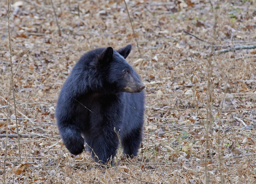 Detail of American Black Bear by Anonymous
