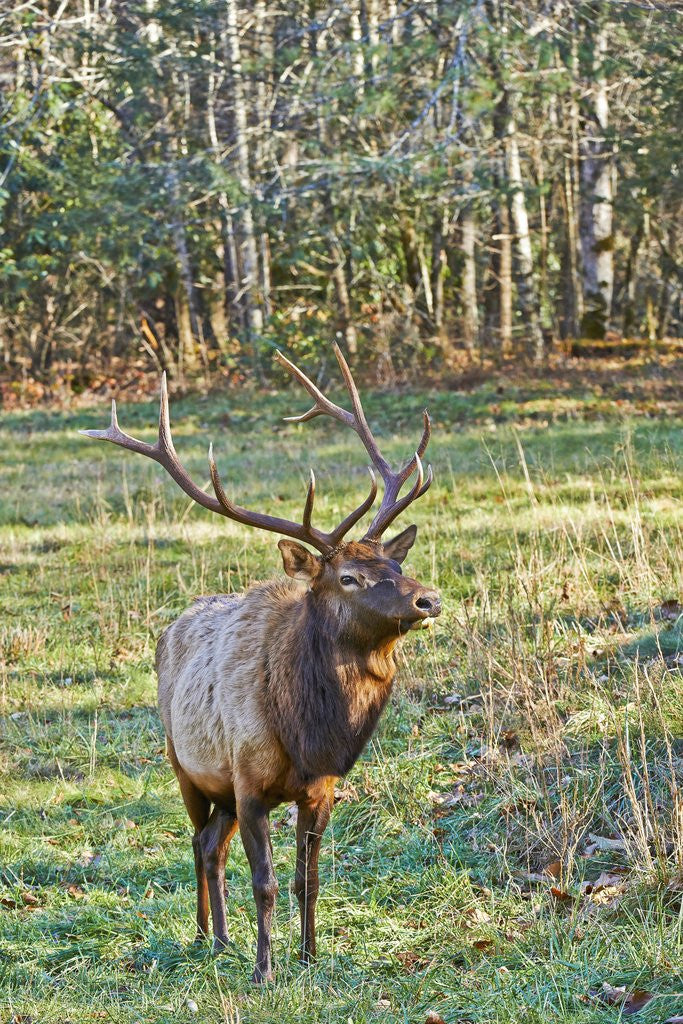 Detail of Elk of the Great Smoky Mountains by Anonymous