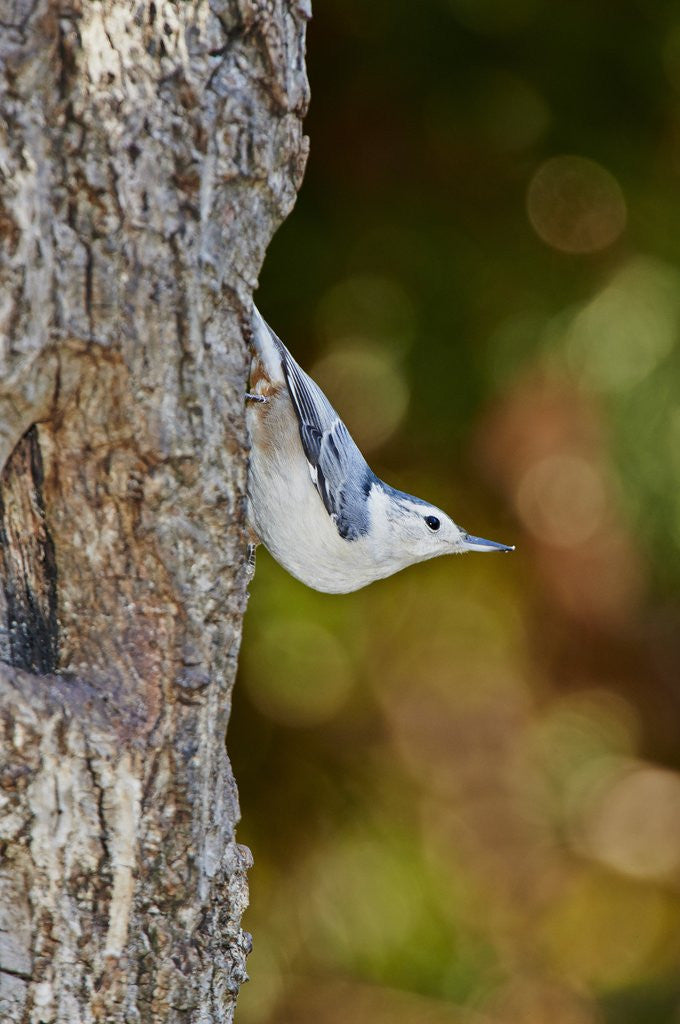Detail of White-breasted Nuthatch by Anonymous