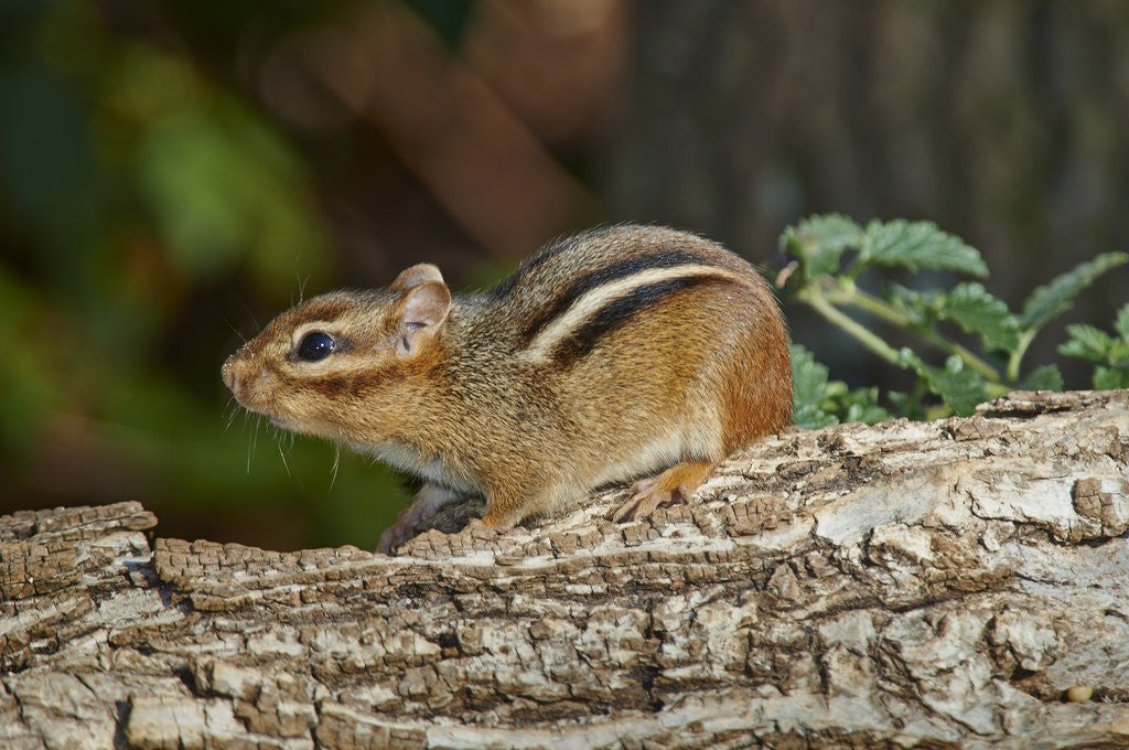 Detail of Eastern American chipmunk by Anonymous