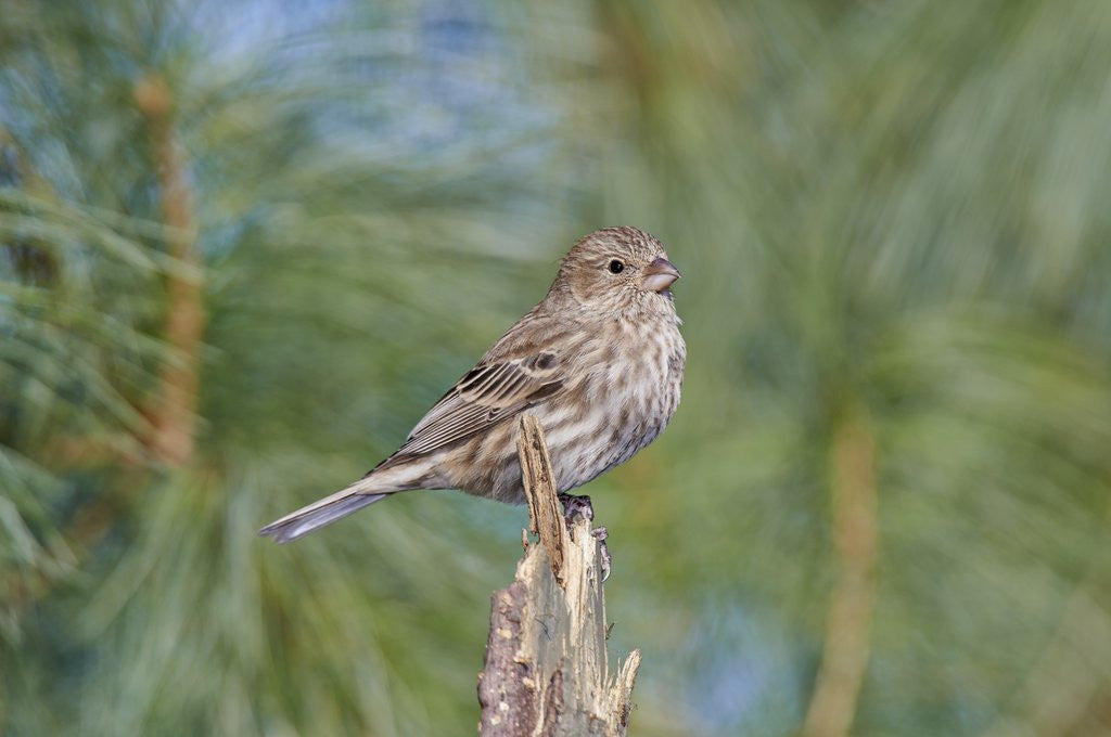 Detail of House Finch by Anonymous