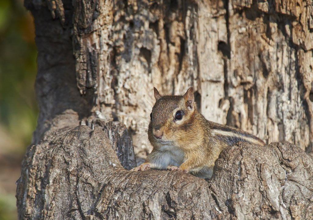 Detail of Eastern American chipmunk by Anonymous