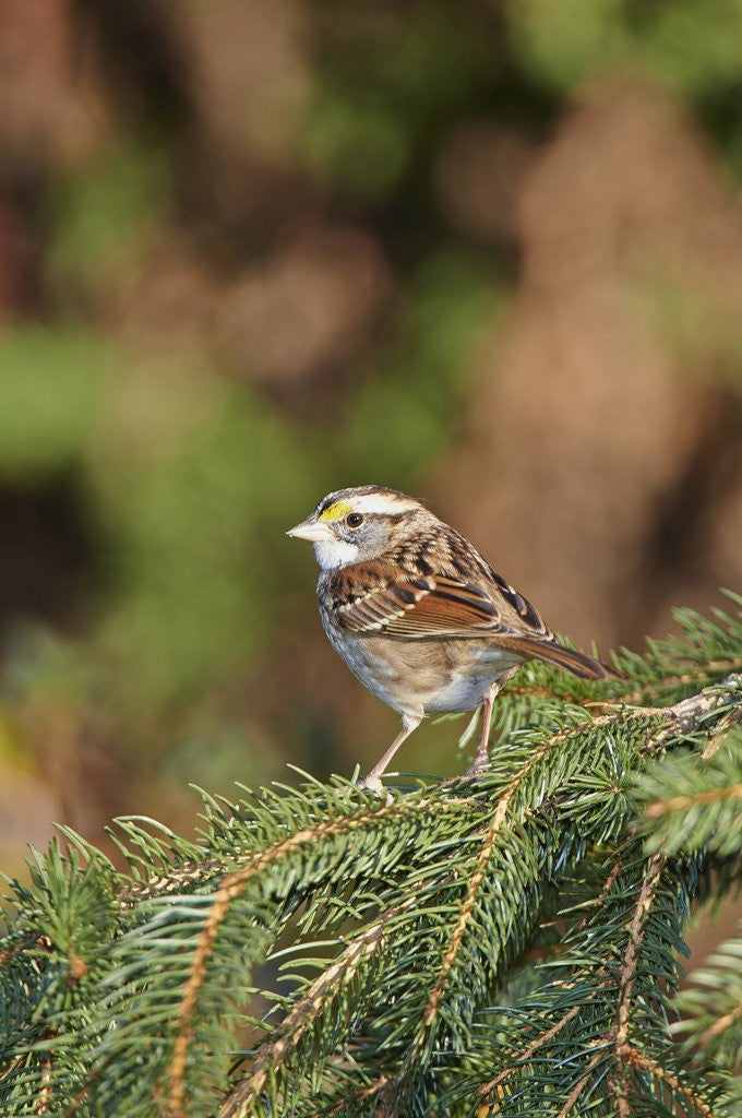 Detail of White-throated Sparrow by Anonymous