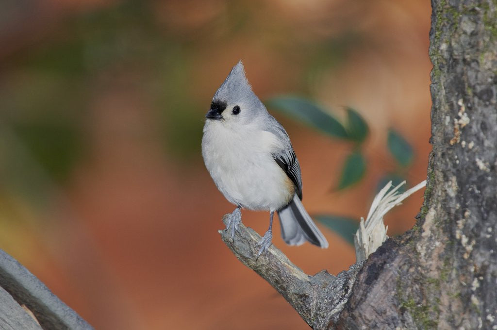 Detail of Tufted Titmouse by Anonymous
