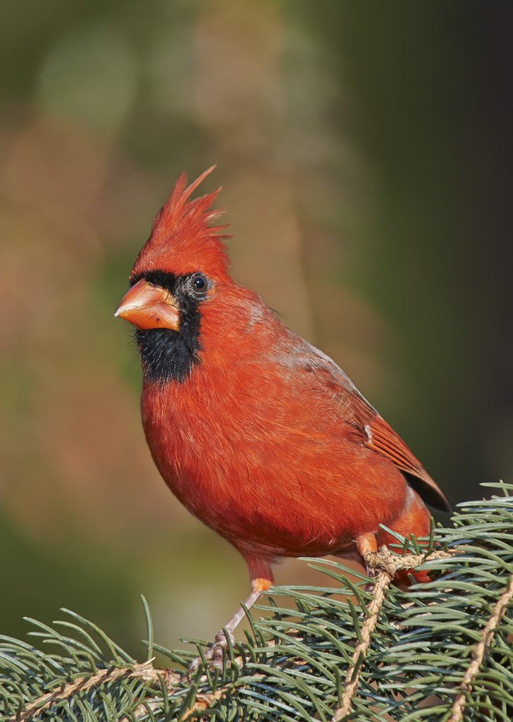 Detail of Northern Cardinal by Anonymous