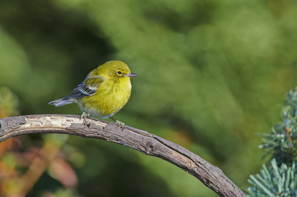 Detail of Pine Warbler by Anonymous