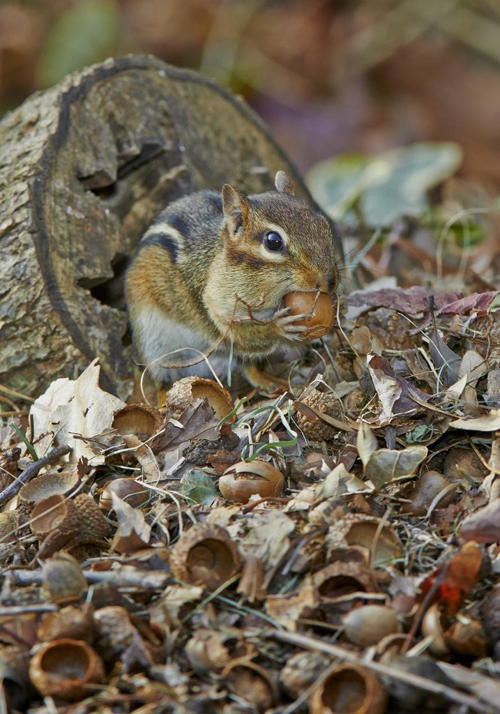 Detail of Eastern American chipmunk by Anonymous