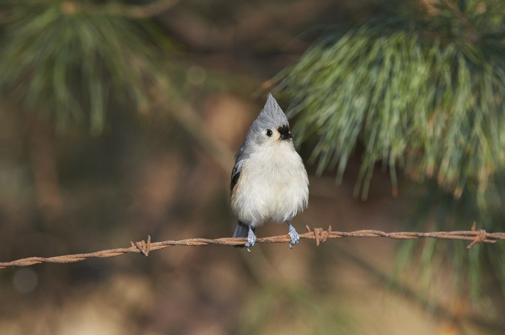 Detail of Tufted Titmouse by Anonymous