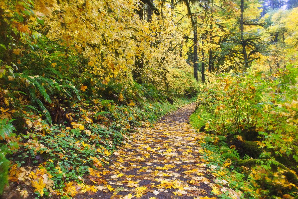 Detail of fall colors add beauty trail, Silver Falls State Park, Oregon by Anonymous