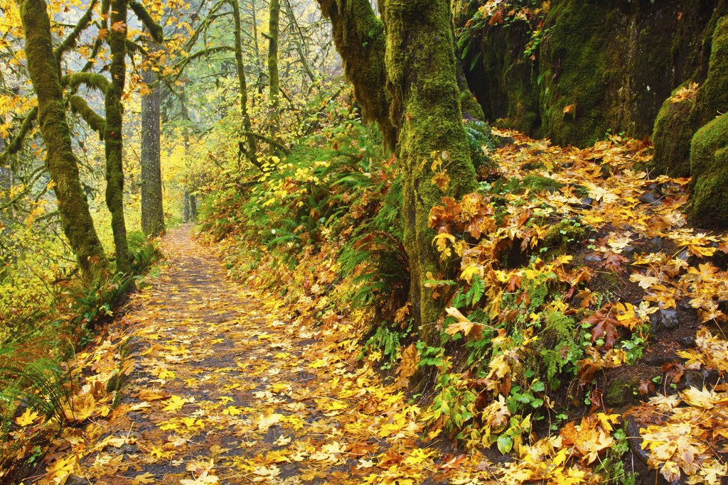 Detail of fall colors add beauty trail, Silver Falls State Park, Oregon by Corbis
