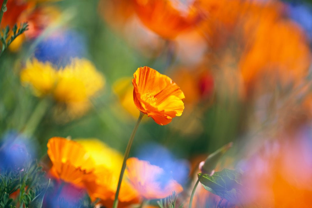 Detail of Close-up of wildflowers by Corbis