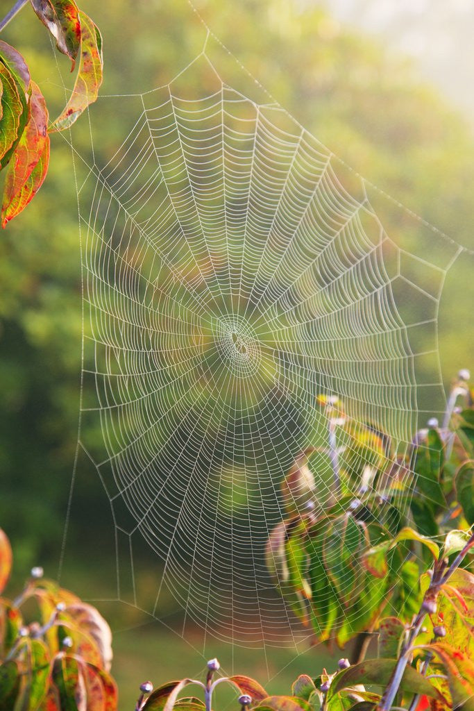 Detail of Spiderweb at sunrise by Anonymous