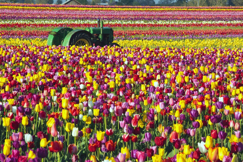 Detail of Colorful tulip farm by Corbis