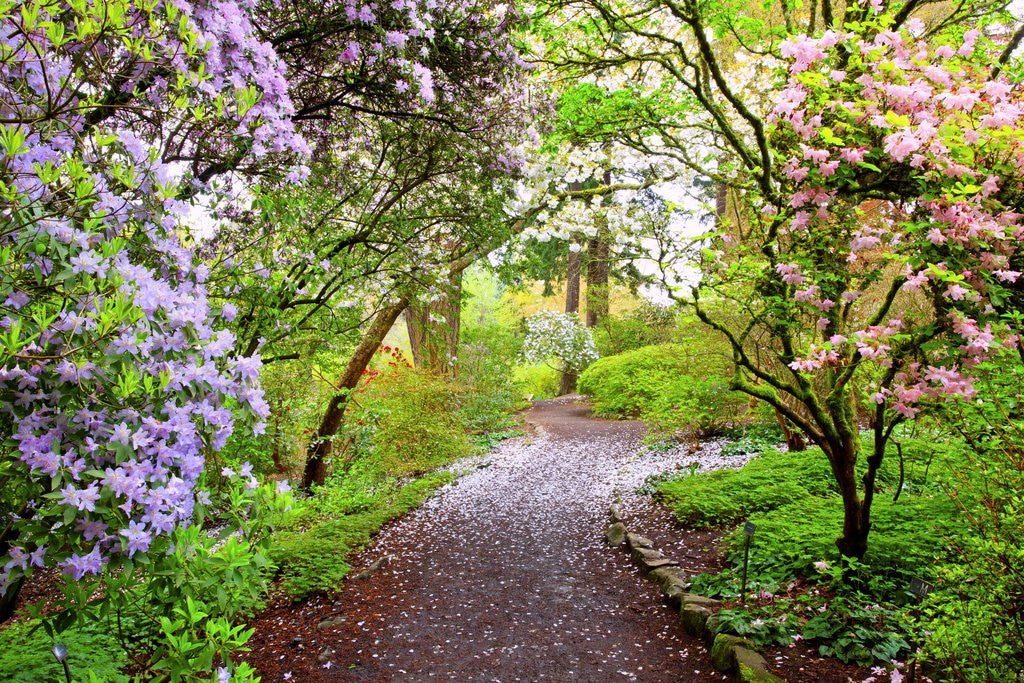 Detail of Spring flowers in Crystal Springs Rhododendron Garden, Portland, Oregon, USA by Anonymous