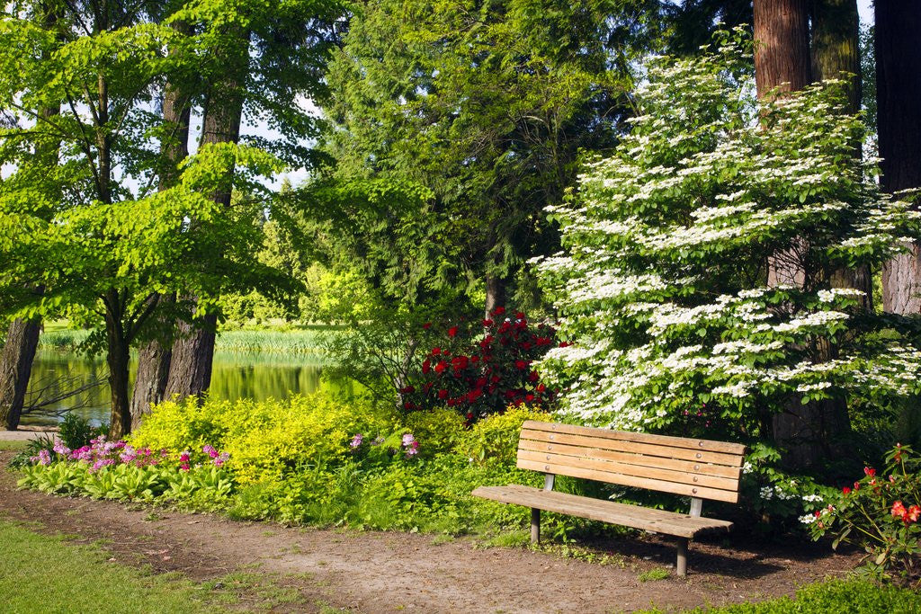 Detail of Spring in Crystal Springs Rhododendron Garden, Portland, Oregon, USA by Anonymous