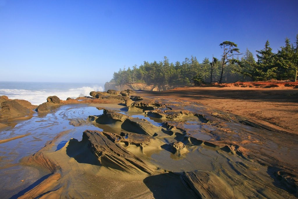 Detail of Coastline at Shore Aceres State Park, Oregon, USA by Anonymous