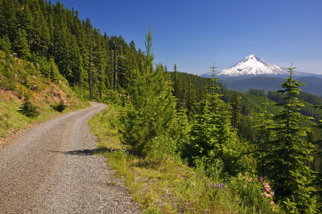 Detail of Mt. Hood from Mt. Hood National Forest. Oregon, USA by Anonymous