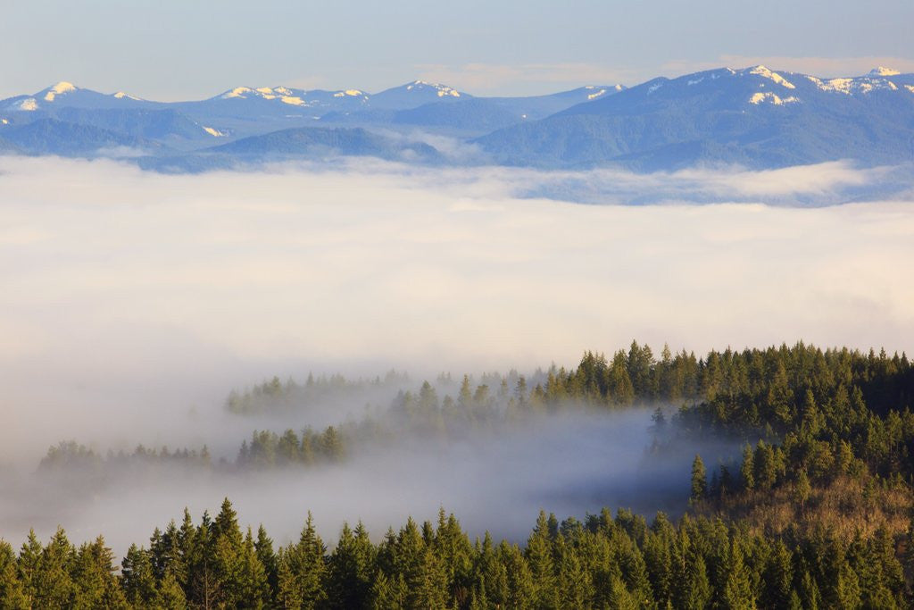 Detail of Morning fog covers Hood River Valley, Oregon, USA by Anonymous