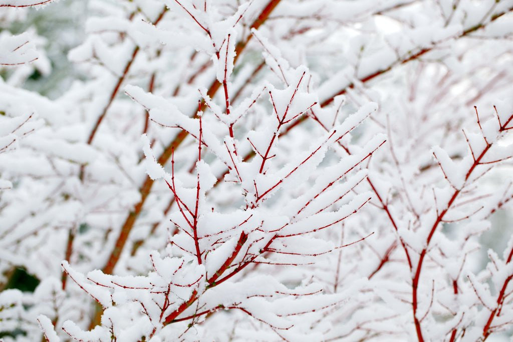 Detail of Snow on tree by Anonymous