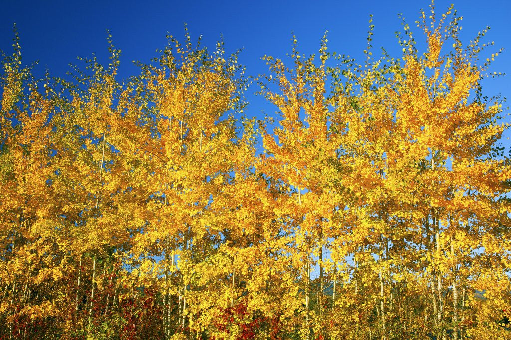 Detail of Trees in autumn colors by Anonymous