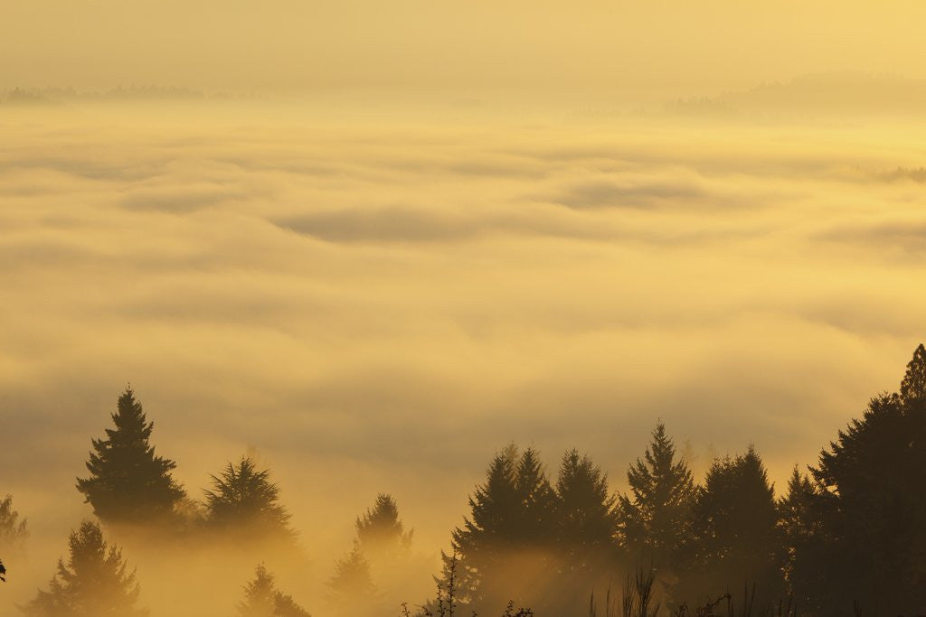 Detail of Sunrise over valley, Oregon, USA by Anonymous