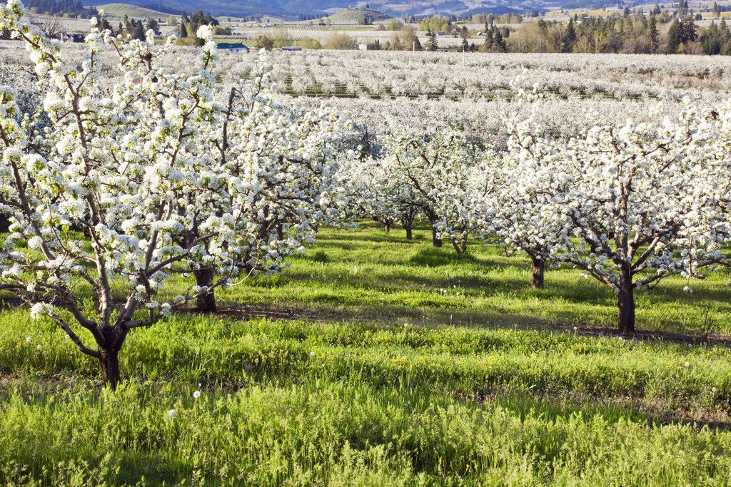 Detail of Blossoms in orchard by Anonymous