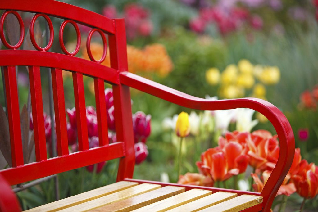 Detail of Chair in tulip field by Anonymous