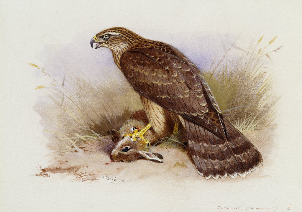 Detail of Goshawk by Archibald Thorburn