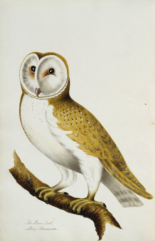 Detail of A Barn Owl, part of An Album of Watercolours of Birds and Their Eggs by Anonymous