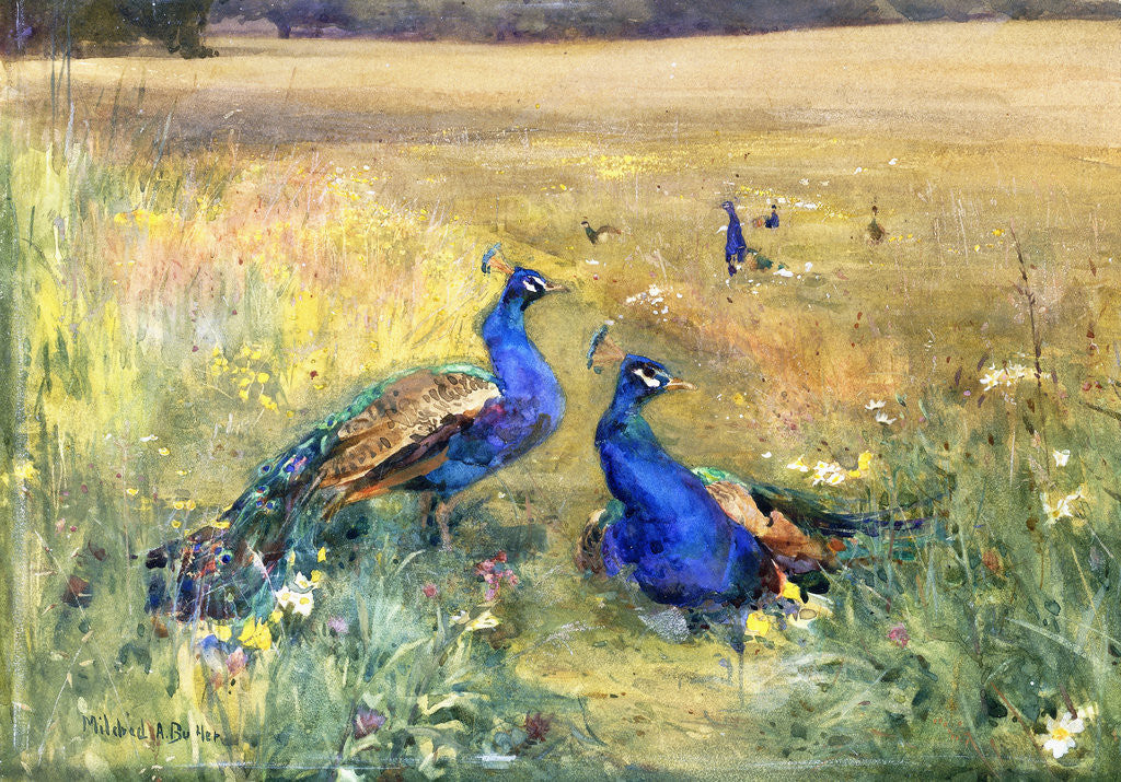 Detail of Peacocks in a Field by Mildred Anne Butler