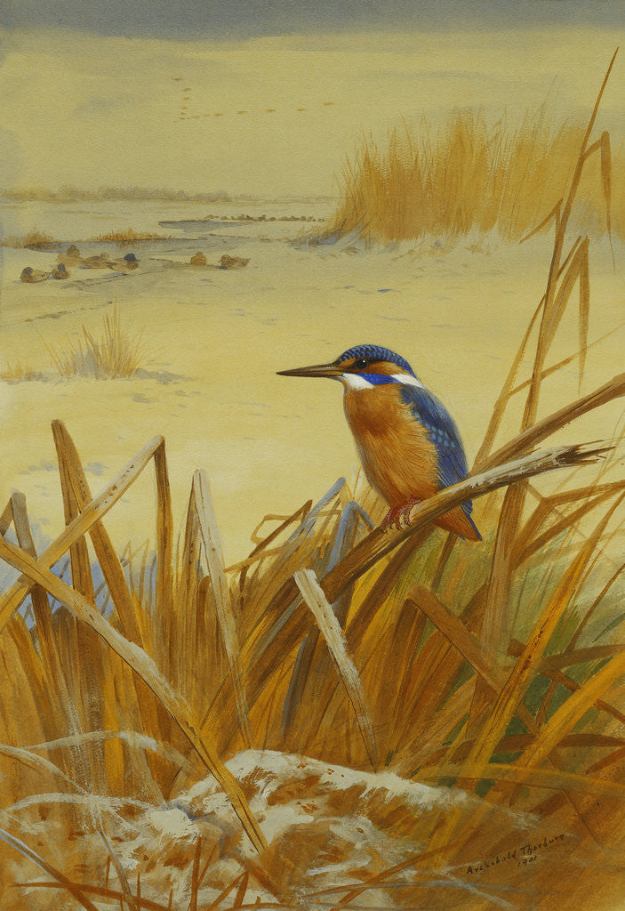 Detail of A Kingfisher Amongst Reeds in Winter by Archibald Thorburn