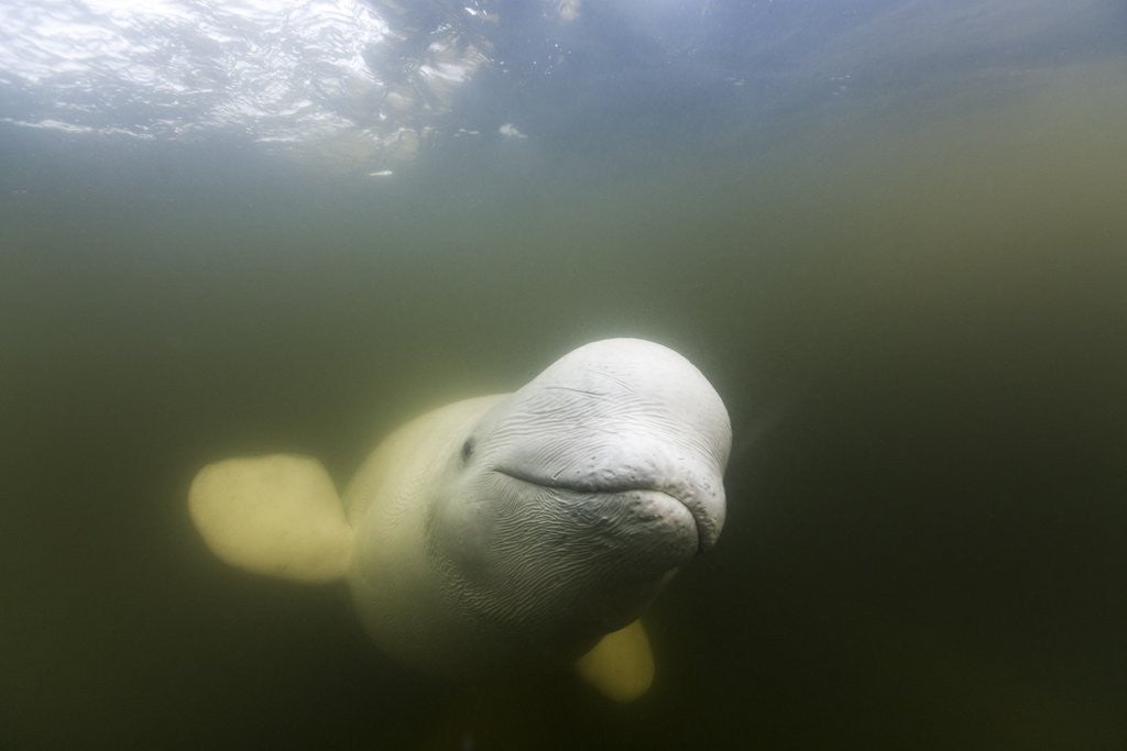 Detail of Beluga Whale, Hudson Bay, Canada by Corbis