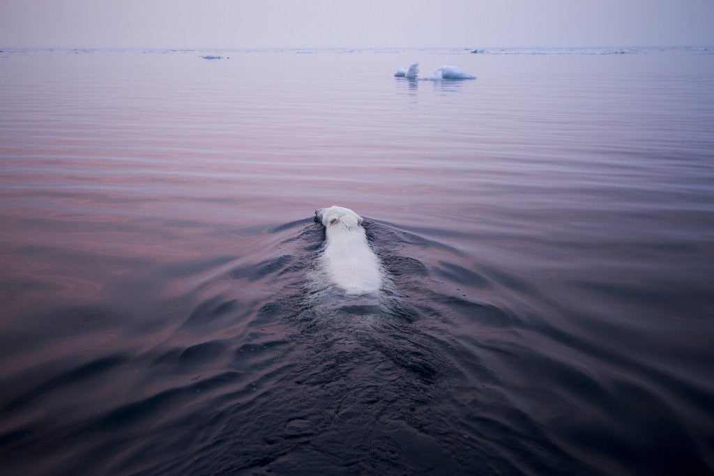 Detail of Polar Bear, Hudson Bay, Canada by Anonymous