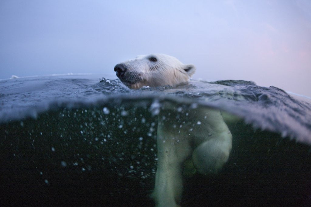 Detail of Polar Bear, Hudson Bay, Canada by Corbis