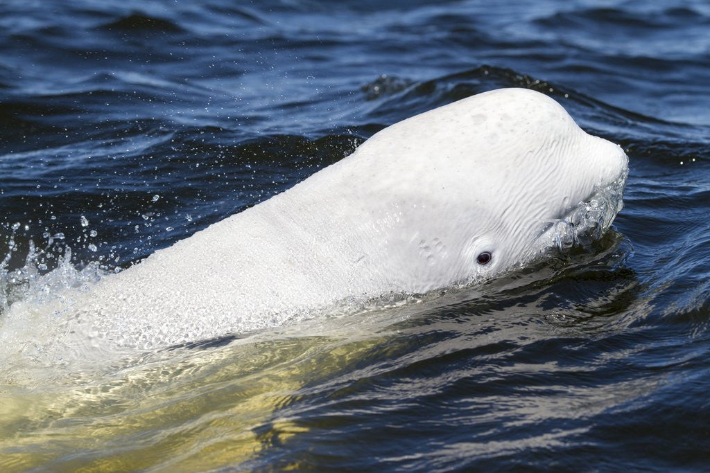 Detail of Beluga Whale, Hudson Bay, Canada by Anonymous