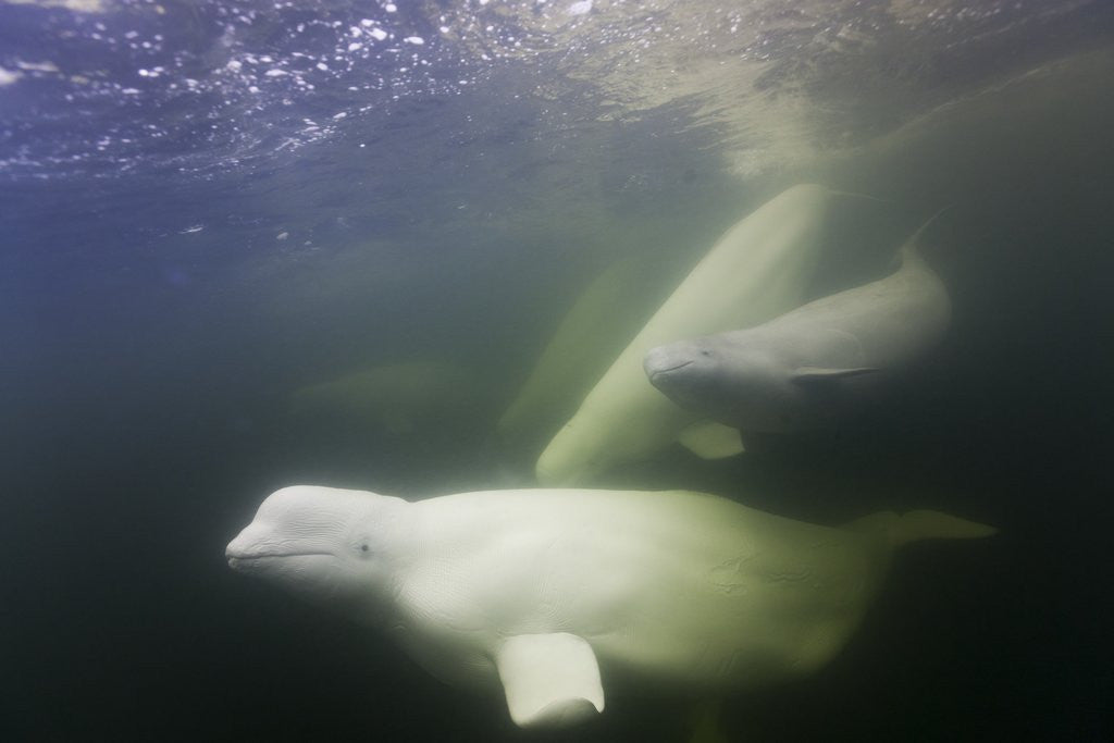 Detail of Beluga Whale, Hudson Bay, Canada by Corbis