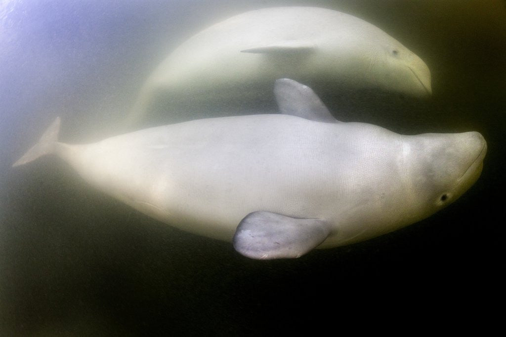 Detail of Beluga Whale, Hudson Bay, Canada by Anonymous