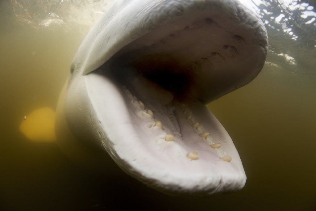 Detail of Beluga Whale, Hudson Bay, Canada by Anonymous