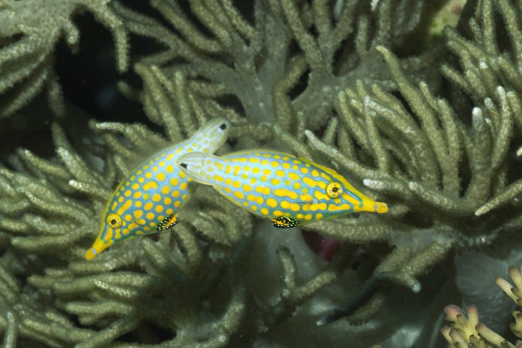 Detail of Pair of Longnose Filefish by Anonymous