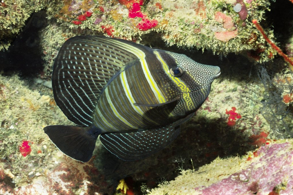 Detail of Pacific Sailfin Tang by Anonymous