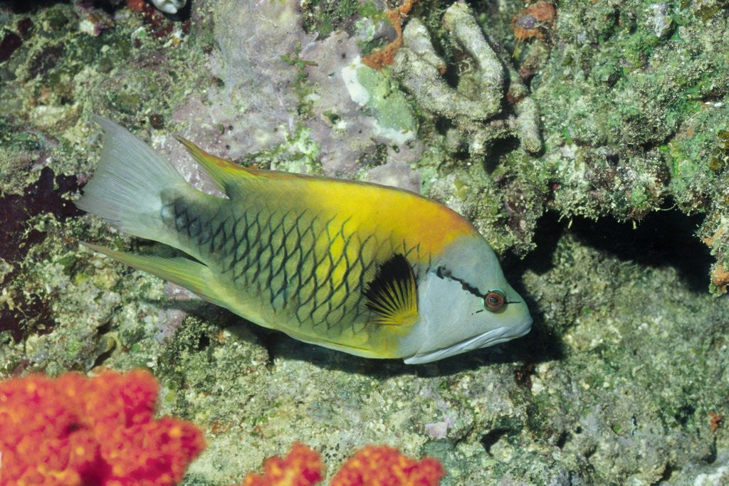 Detail of Slingjaw Wrasse by Anonymous