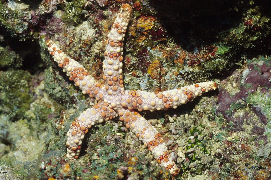 Detail of Warty Sea Star by Anonymous