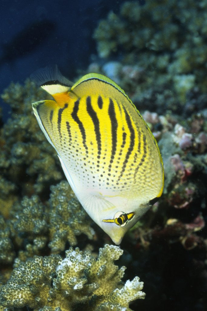 Detail of Dot & Dash Butterflyfish by Anonymous